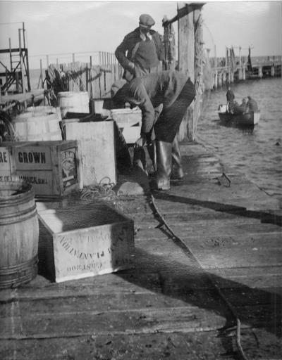 Landing Herring at Old Pier 1930's